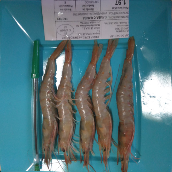 Gamba de Huelva extra