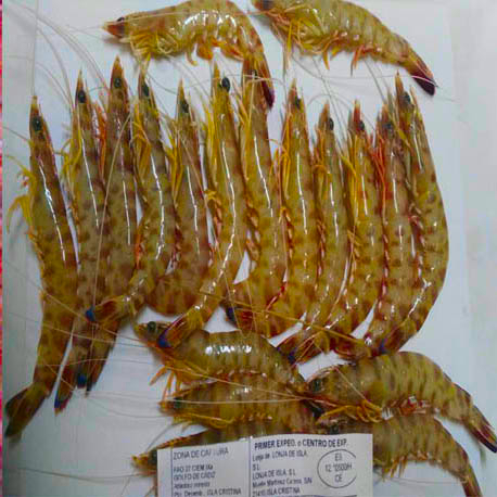 Langostino de Sanlucar para cocer