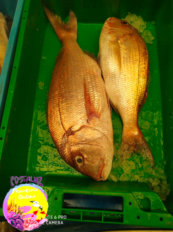 Pargo fresco