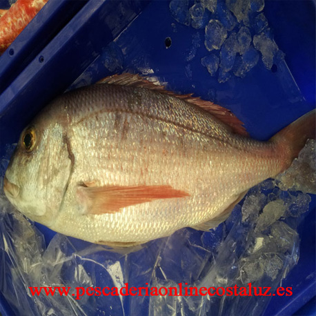 Comprar pargo de Huelva para horno — foto 2 de 2