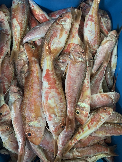 Comprar salmonete de roca en Huelva a domicilio — foto 2 de 4