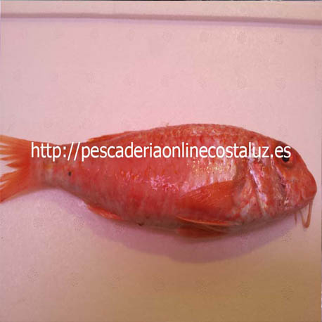 Salmonetes de roca a domicilio