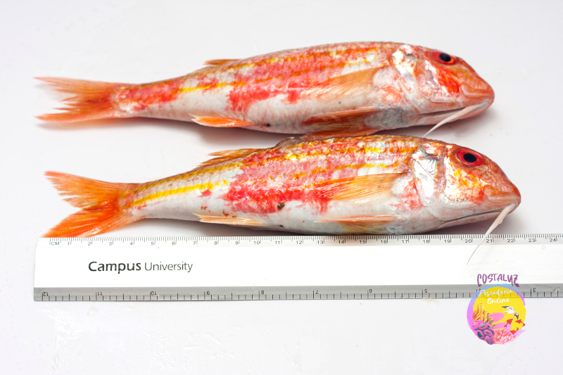 Comprar salmonete de roca en Huelva a domicilio — foto 3 de 4