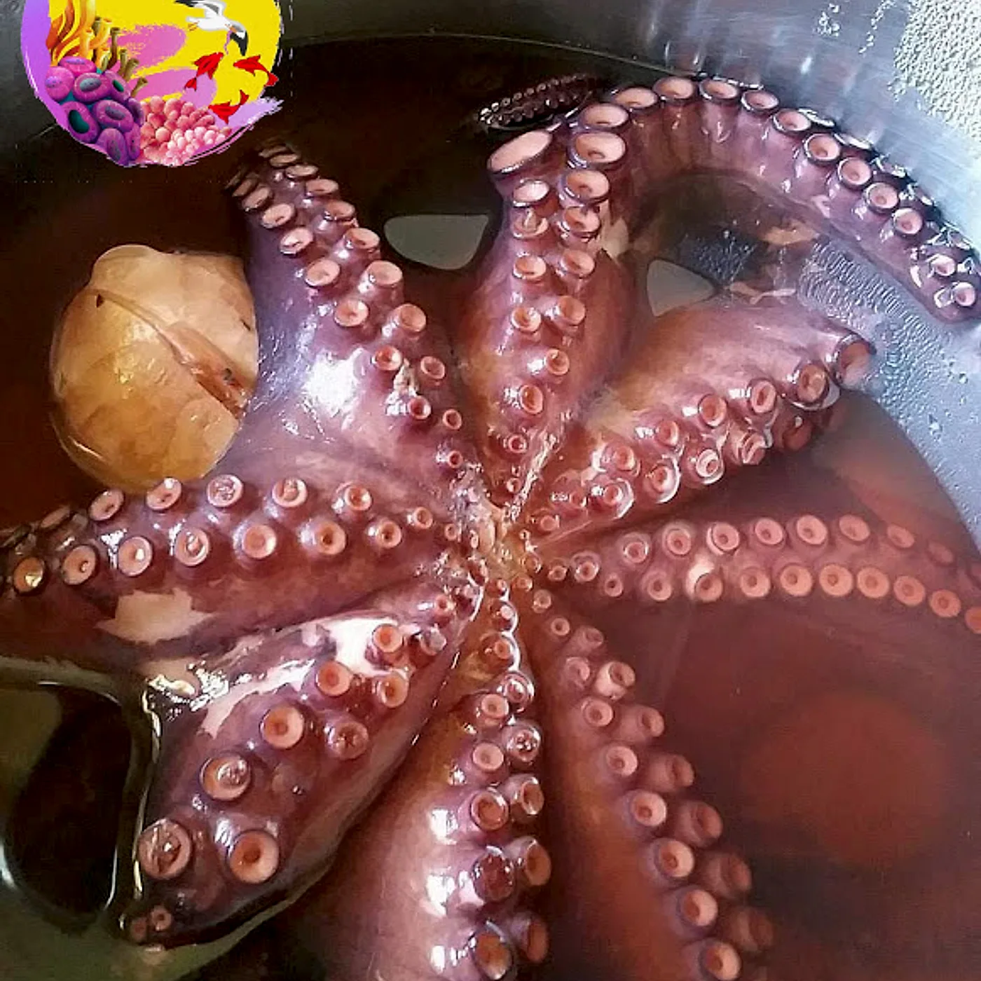 Cómo cocer pulpo fresco (o congelado) y que quede tierno