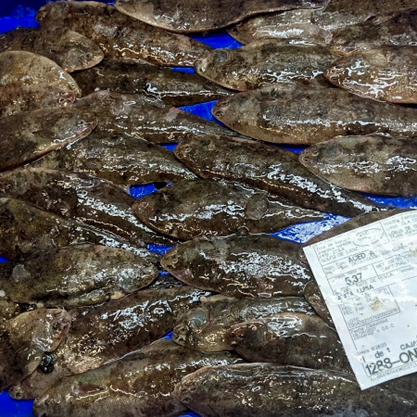 Blanquillo de acedías frescas