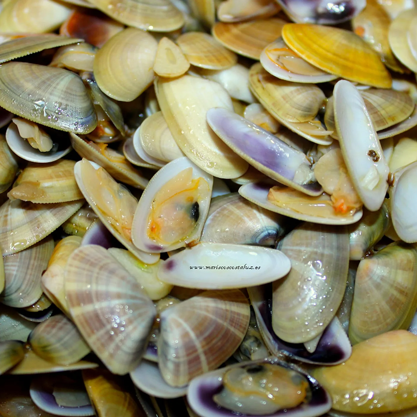 Coquinas de Huelva a la marinera