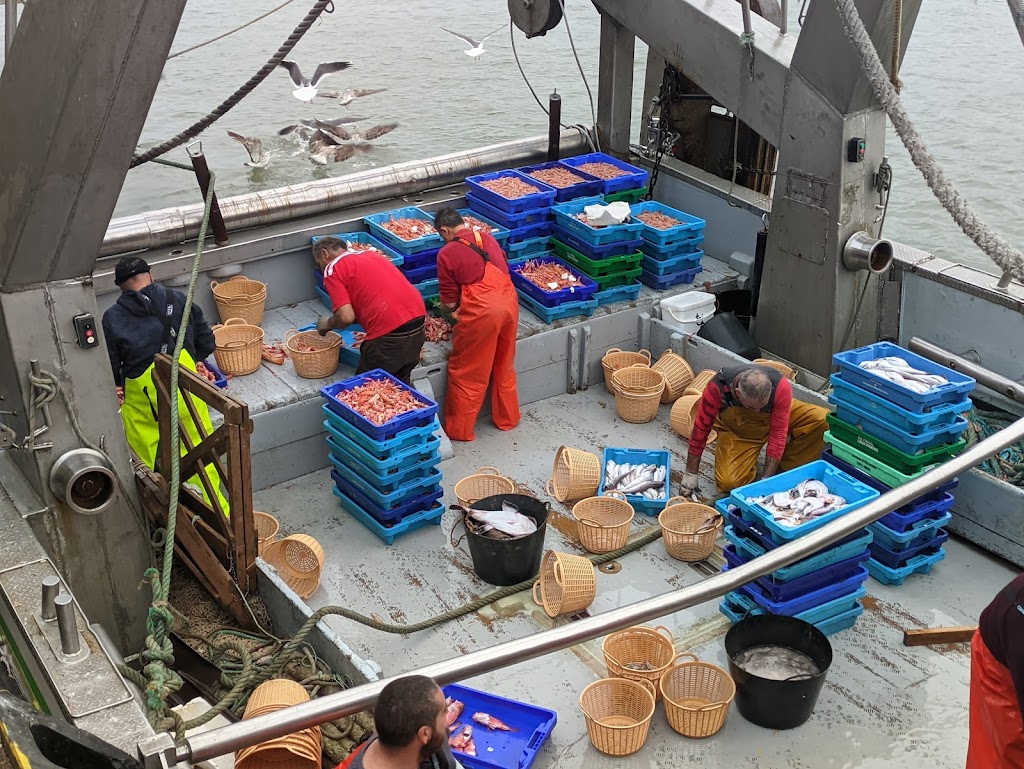 Mayoristas de pescados y mariscos frescos ⋆ Tu nuevo proveedor